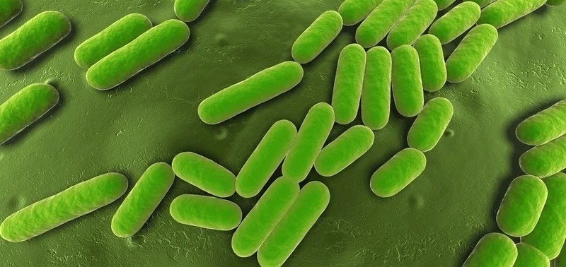 Бактерия bacillus subtilis