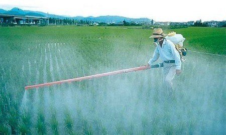 Проблема пестицидов ядохимикатов