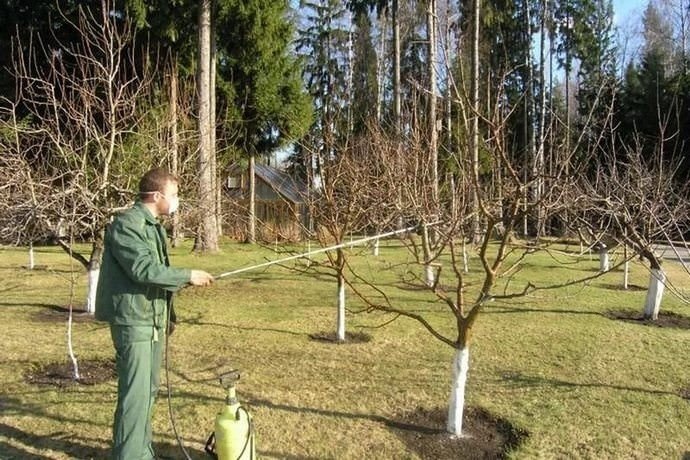 Опрыскивание деревьев в саду