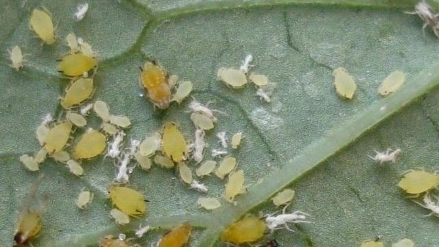 Фитоверм от колорадского жука: описание препарата и инструкция по его применению