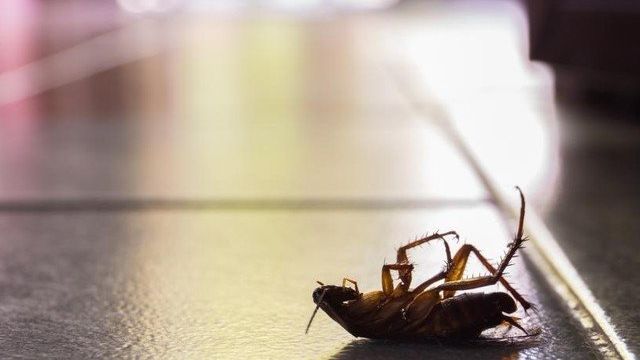 Средство против тараканов, клопов, муравьев и блох в квартире "Ксулат С25"