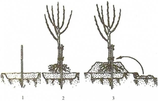 Диаметр корневой системы колоновидной яблони