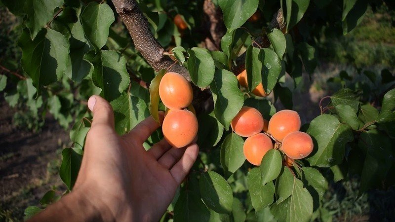 Абрикос оранж эрли