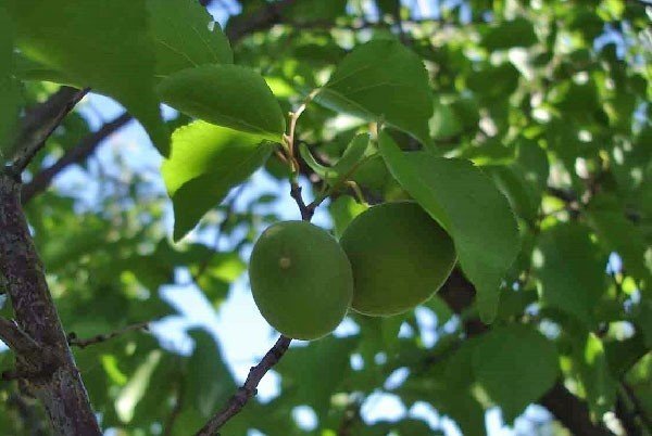 Абрикос кичигинский дерево