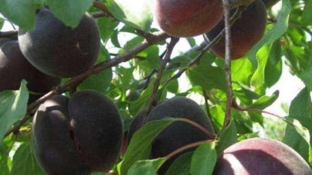 Черный абрикос черный принц: краткое описание сорта, особенности выращивания и отзывы