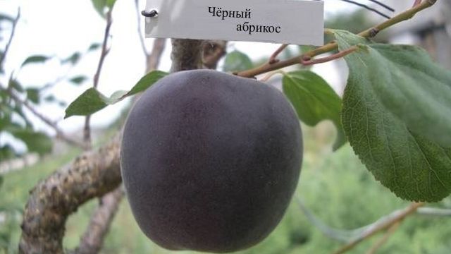 Черный абрикос