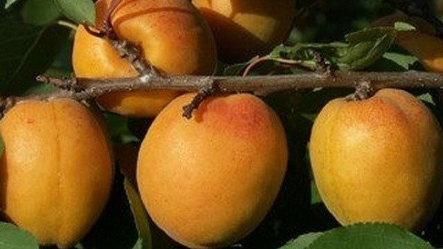 Описание сорта абрикоса Голдрич