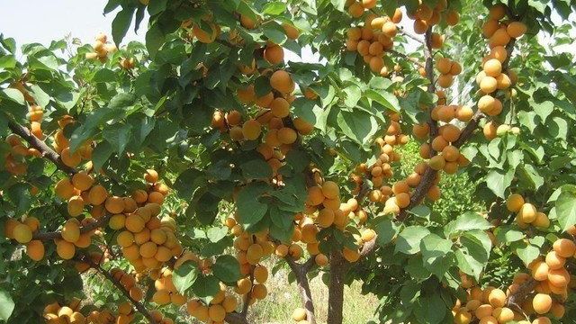 Уход за абрикосом после сбора урожая