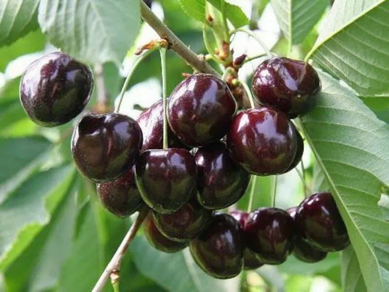 Плоды Дайберы чёрной на дереве