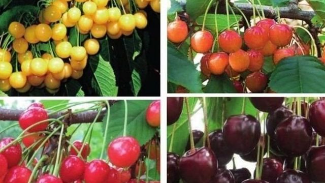 Черешня – это ягода или фрукт, виды и описание популярных сортов