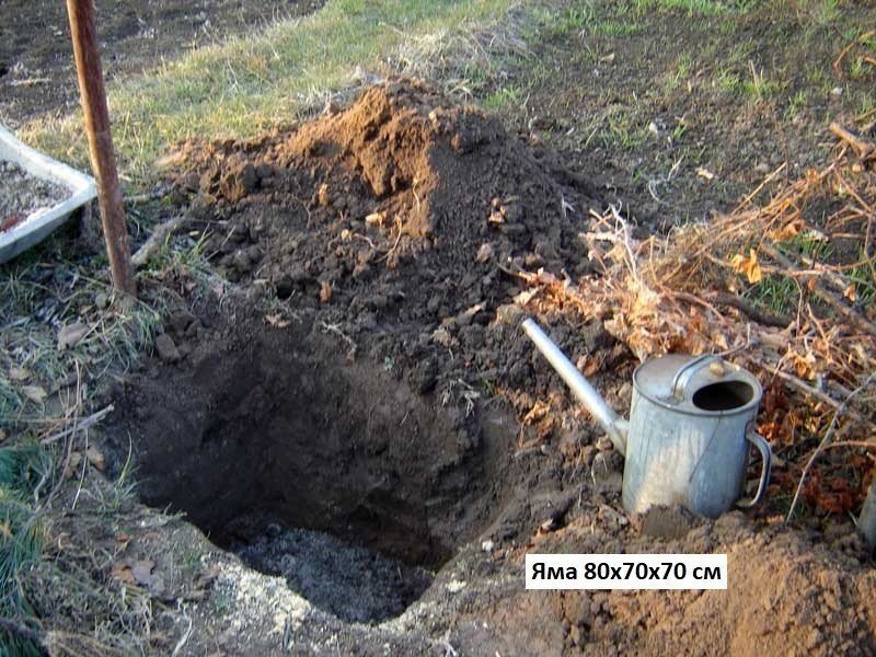 Посадка винограда в яму с трубой