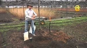 Как правильно посадить черешню осенью
