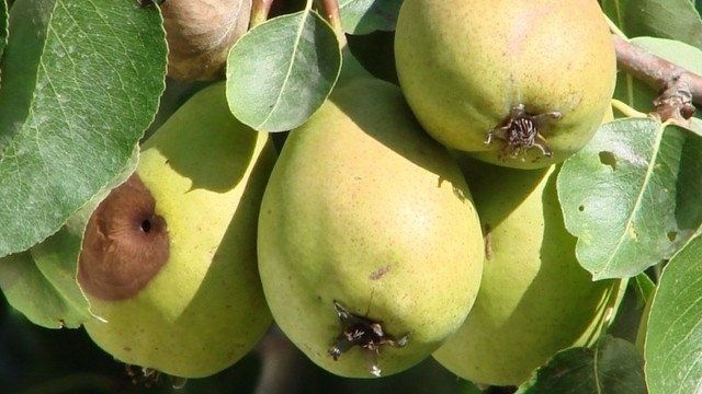 Почему плоды груши гниют прямо на дереве