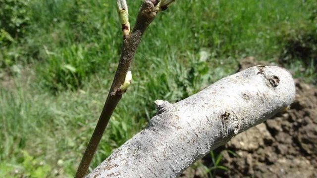 Как привить грушу — к чему можно и на какие деревья, прививка на рябину, яблоню, айву и сливу
