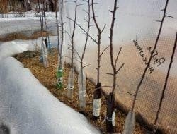 Колоновидная яблоня укрытие на зиму