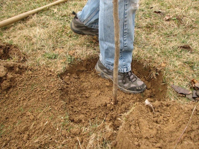 Подготовка ямы для посадки груши крупномера осенью