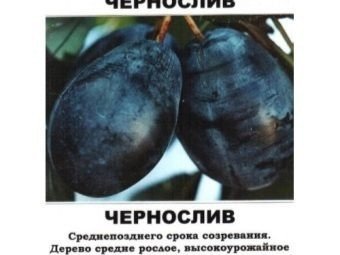 Слива «чернослив московский» дерево