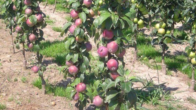 Инструкция по обрезке яблони весной