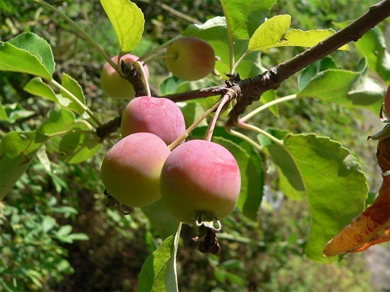 Яблоня malus prunifolia