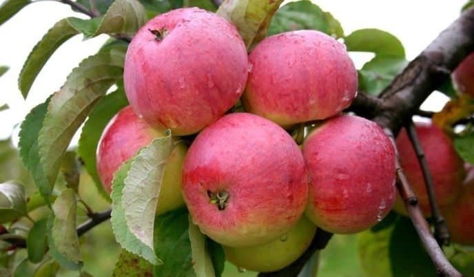 Сорт яблони боровинка