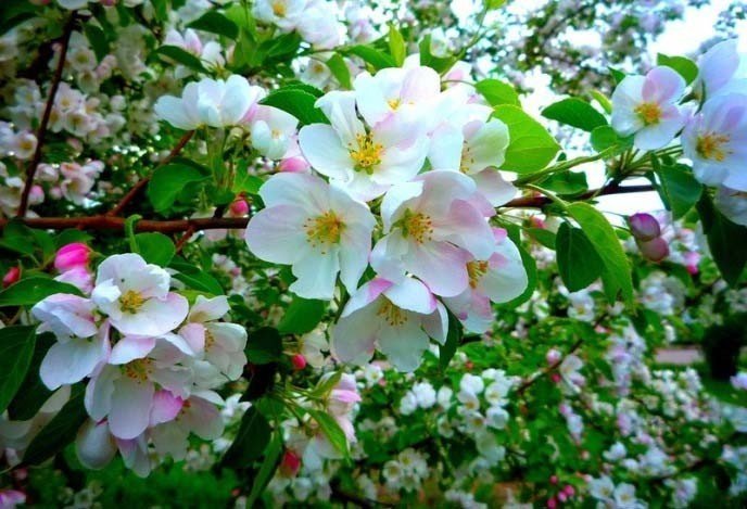 Яблоня макинтош цветение