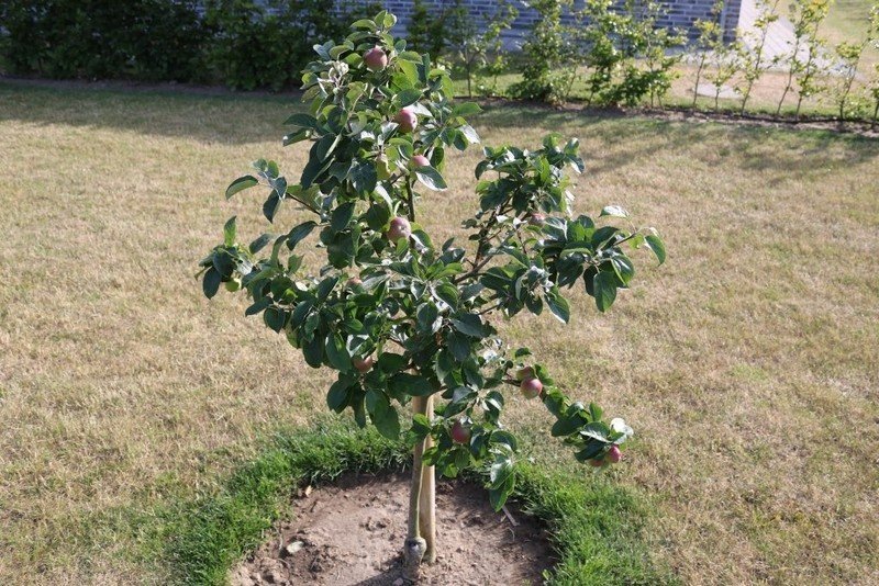 Кандиля орловского яблоня дерево большое