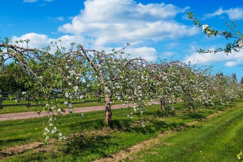 Парк коломенское цветение яблонь