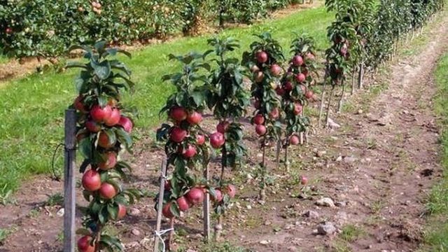 На каком расстоянии сажать яблони в саду