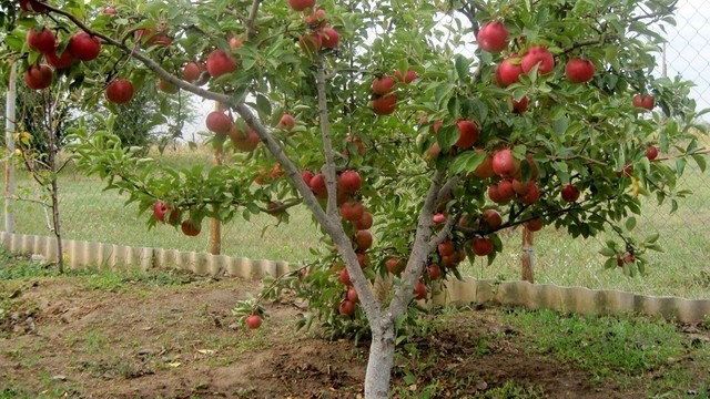 Низкорослые сорта яблонь для средней полосы