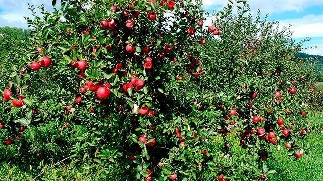 Описание популярных сортов яблонь, яблок