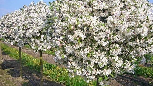 Как посадить правильно яблоню: на каком расстоянии, когда лучше, подготовка ямы, посадка в открытый грунт