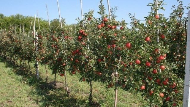 Преимущества и недостатки выращивания яблони на карликовом подвое