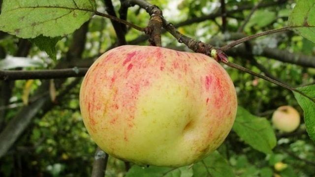 В каких регионах лучше всего высаживать сорт яблони Коричное новое, описание плодов и вкусовые характеристики