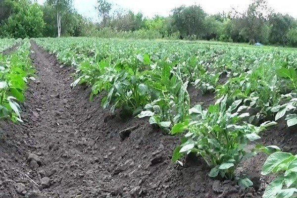 Окучивание картофеля агротехнический прием