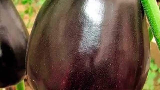 Баклажан Черный красавец: характеристики сорта, посадка и уход в открытом грунте
