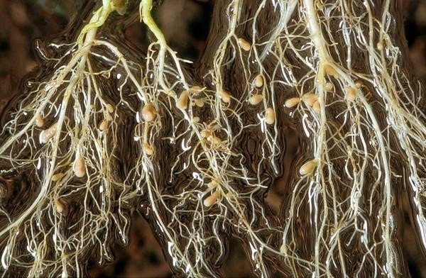 Клубеньки на корнях бобовых анатомия корня