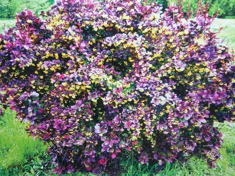 Вейгела цветущая нана пурпуреа