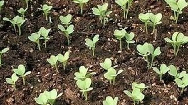 Как вырастить цветную капусту