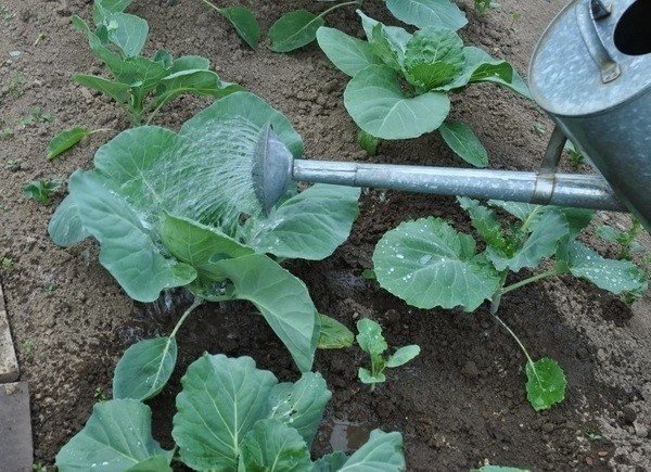 Выращивание капусты