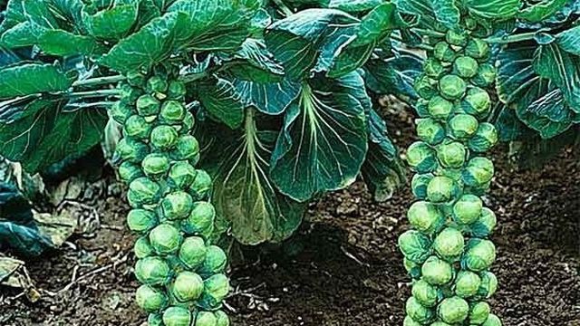 Специфика выращивания разных видов капусты