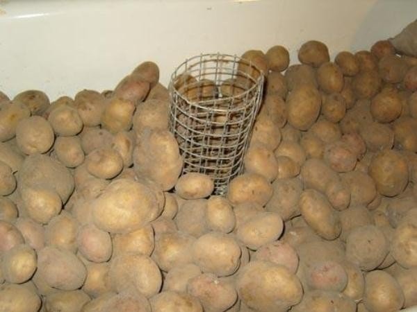 Картошка в погребе
