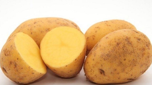 Как вырастить картофель Евростарч