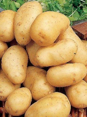Семенной картофель фаворит