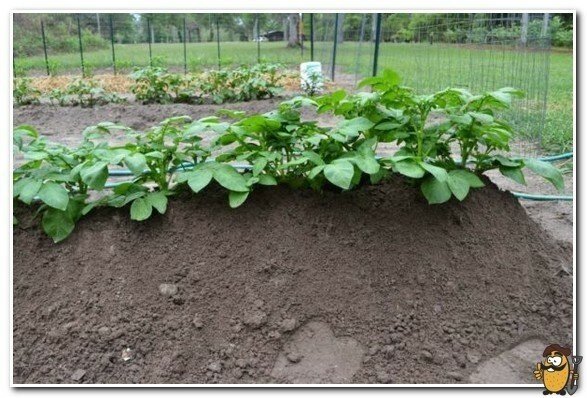 Агротехника окучивания картофеля