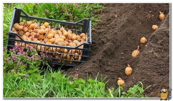 Посадка картофеля под солому
