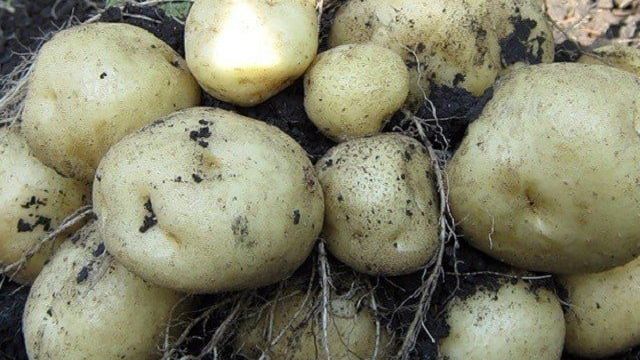 Можно ли есть позеленевшую картошку, опасна ли она для организма человека и почему