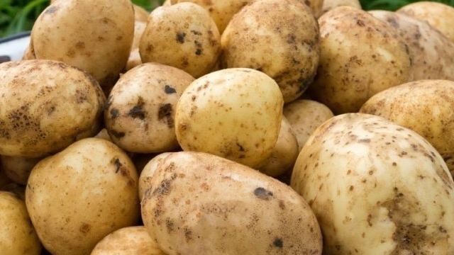 Описание сорта картофеля «Санте» (19 фото): характеристика и вкусовые качества, отзывы