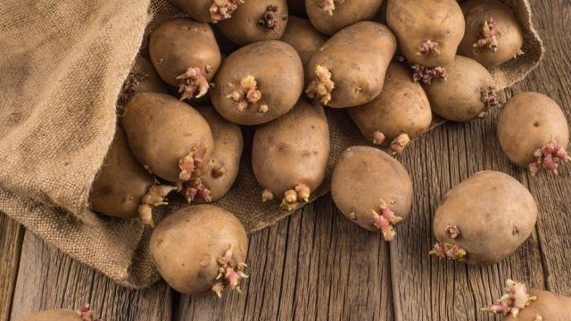 Сорт картофеля Колетте: описание и характеристика, отзывы