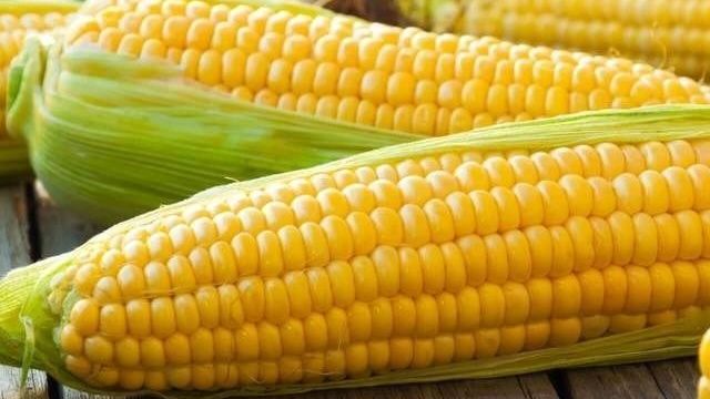 Чем полезна кукуруза (вареная, сырая) для здоровья человека