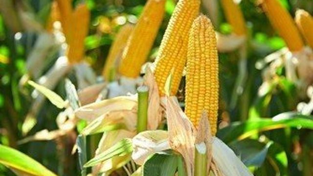 Гидриды семян кукурузы Syngenta® для сельского хозяйства